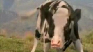 حرب الإنسان والبقر.3gp (كلما كانت الصورة أكثر ضبابية، كلما كانت الطفولة أكثر وضوحًا)