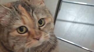 Hey, could you please scratch my kitty's head?