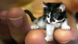 OMG So Cute Cats ♥ Best Funny Cat Videos 2020 #62