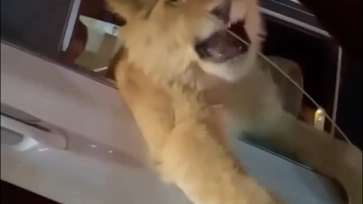 Sư tử và mèo di chuyển trong thị trấn