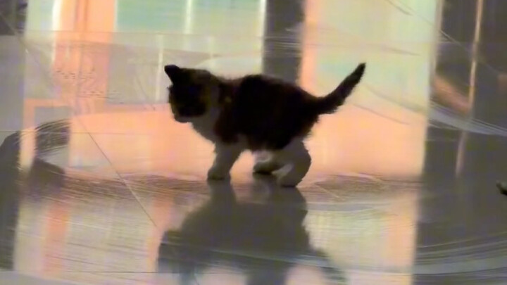 Semua orang! Kirim kucing-kucing dari album foto! Aku mau lihat!