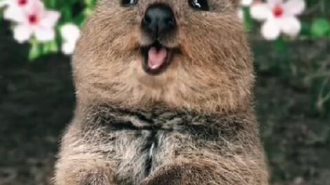#fpppppppppppppppp #Quokka