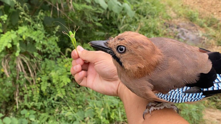 ยูทูบเบอร์ Bilibili ทดสอบความสามารถในการบินของนกตัวเล็ก แต่ดันบินมาชนหน้าซะงั้น ช่างน่าอึดอัดสุดๆ แถ