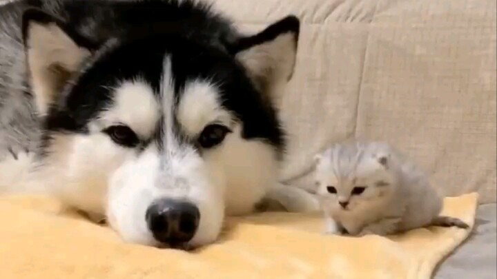 This scene is so cute after the cat gave birth to kittens\(//∇//)\