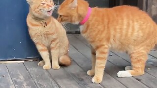 Daju, kamu bahkan tidak ingin pulang!