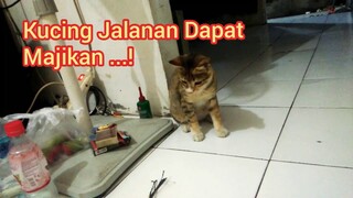 bahagianya Kucing Jalanan Dapat Majikan ...!