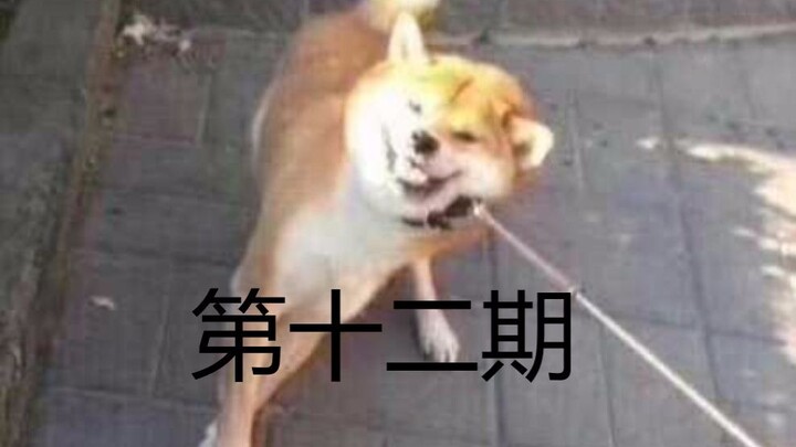 人间迷惑行为大赏（第十二期）