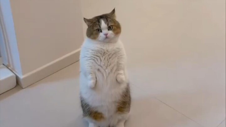 完了，假装成猫的事情好像被发现惹 Bro really thinks he's the landlord inspecting the apartment