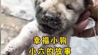 幸福小六的故事