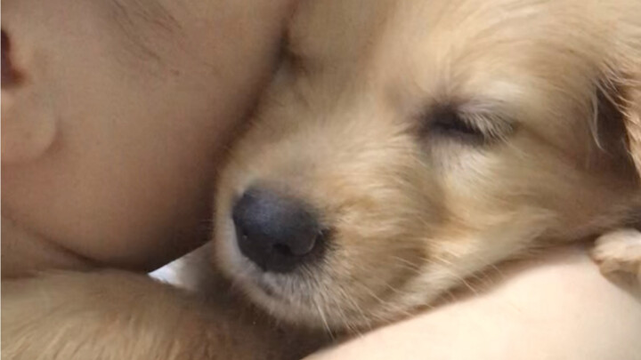 ลูกหมาตัวไหนที่ยังต้องอุ้มกล่อมให้นอนทุกวัน/วันถัดไป