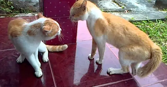 Kucing Berantem Rebutan Wilayah, Siapakah yang menang ? - Bstation