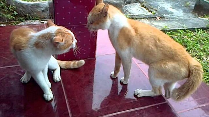 Kucing Berantem Rebutan Wilayah, Siapakah yang menang ?