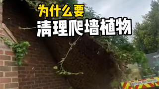 Why spend money to remove climbing plants that are covering the entire wall?