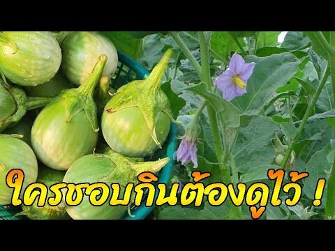 ประโยชน์เด็ด ๆ ของ"มะเขือเปราะ" ใครชอบกินต้องดู!