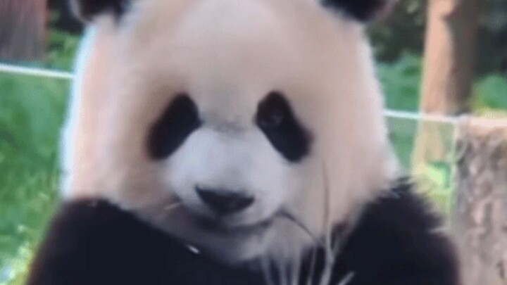 Sister Ai’s one-in-a-million baby bear