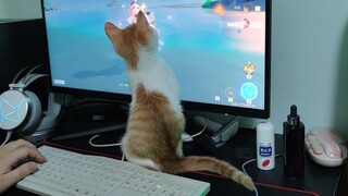 Don't look at Bao, she is Mondstadt's cat and won't take a fancy to us.