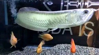 Arowana