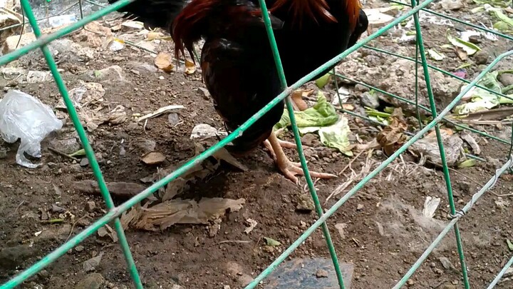 Manok na pula 🤣🤣🤣