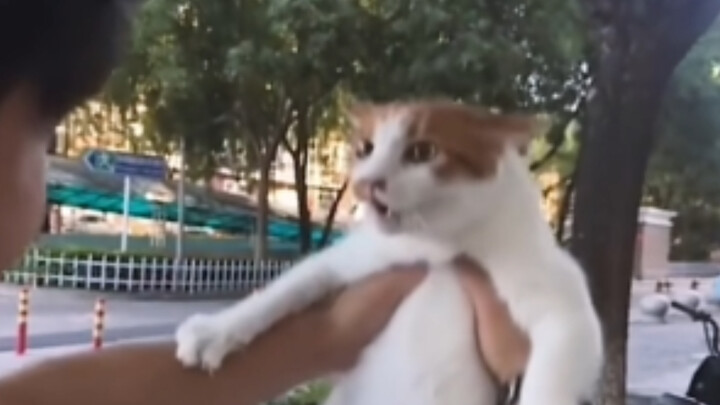 เหมียวเหมียว: มีสุนัขทำยังไงดี? รออยู่ออนไลน์ รีบมาก!