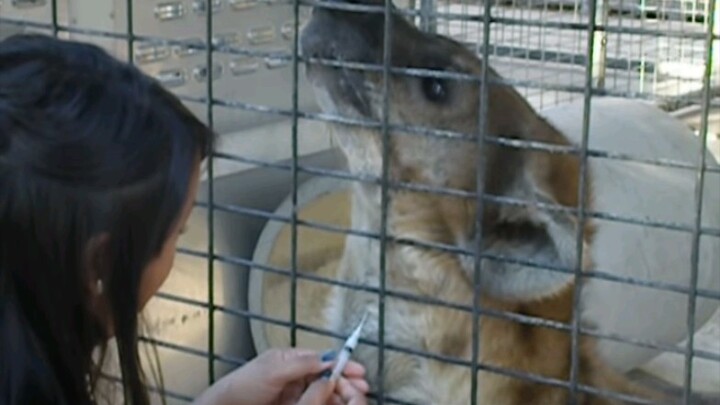 Memberikan suntikan kepada bayi hyena bergaris yang manis dan penurut; dia sangat kooperatif dan bah