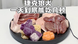 How many meals can a Czech Wolfdog actually eat in a day?