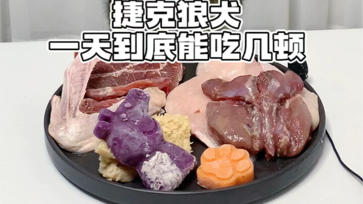 Chó sói Séc một ngày rốt cuộc có thể ăn mấy bữa?