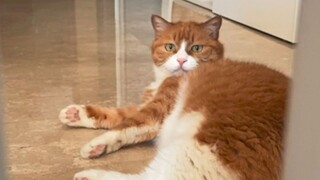 فجأة بدأت بابي في الأداء الارتجالي، تُرى كيف سيكون رد فعل القط البرتقالي الصغير شياومي؟