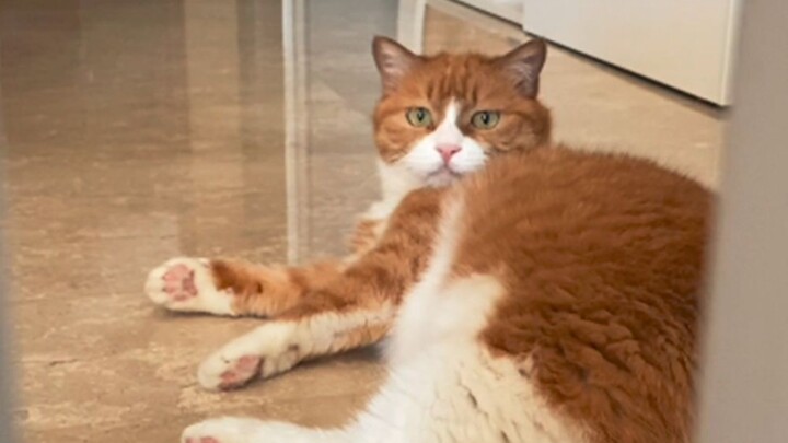 Papi tiba-tiba mulai berimprovisasi, kira-kira bagaimana reaksi si kucing oranye Xiao Mi?