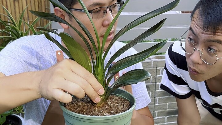 Cách thay chậu đúng chuẩn cho cây Quân Tử Lan