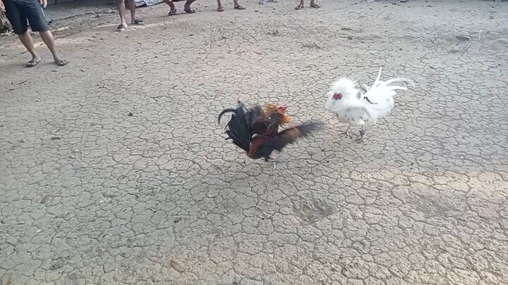 ang galing mo sa bitaw pag my tare kana Wala na pero buti panalo ka