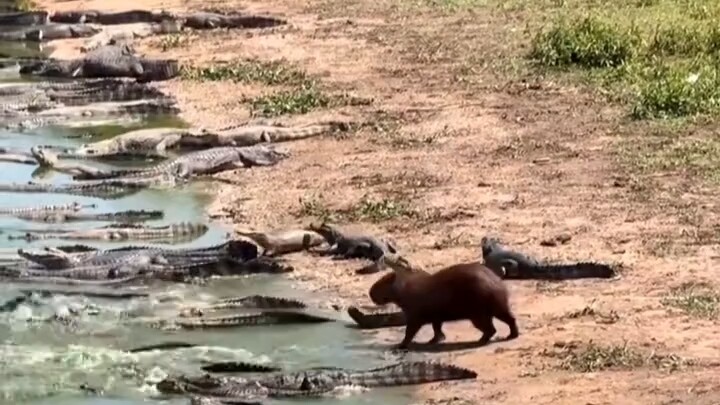 Capybara: Ăn bố tao rồi thì không được ăn tao nữa đâu nha~ Cái sự thả lỏng chết tiệt của Capybara nà