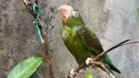 เดิมทีเป็นภาพชวนเศร้า จนกระทั่งนกอีกตัวปรากฏตัวขึ้น