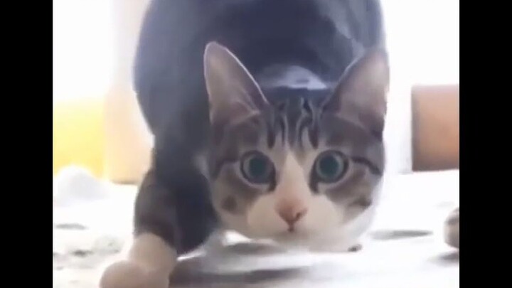 Who would’ve thought this cat meme actually came from this video? Hilarious! @YouTuBuErSubs