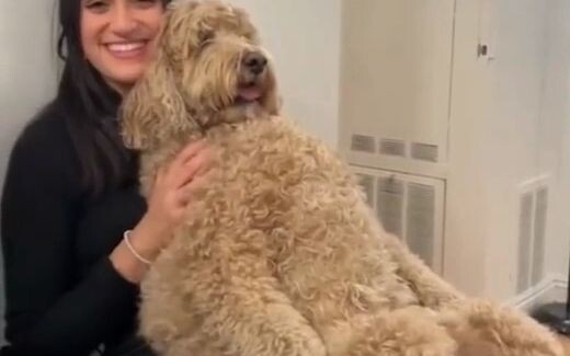 大型犬们好像都不知道自己究竟有多大！撒起娇来都是地震级别的~