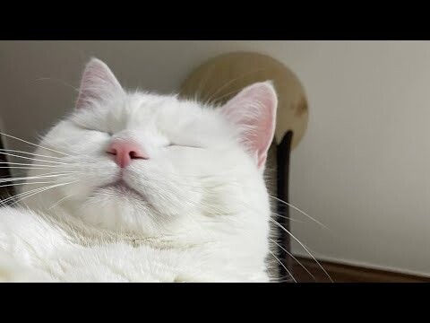 😂 Funniest Cats and Dogs Videos 😺🐶 || 🥰😹 Hilarious Animal Compilation №415