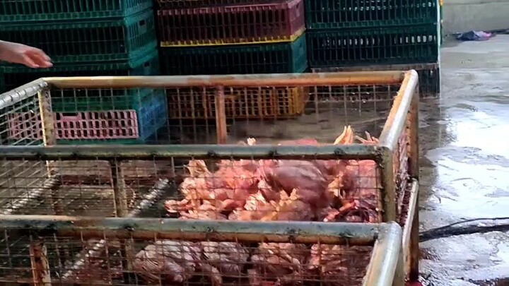 proses buang bulu Ayam