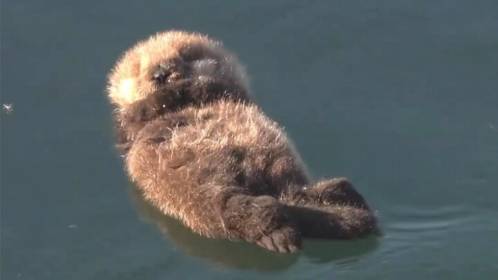 An otter falls asleep on the sea surface, and its mom quickly rushes over to hold it close—how much 