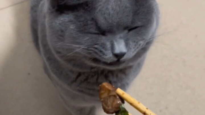 “Being a cat is tough, and poop tastes awful!”