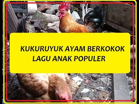 KUKURUYUK AYAM BERKOKOK LAGU ANAK POPULER versi ayam Kate