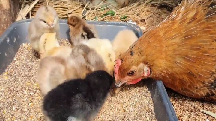 Gà mẹ dạy gà con ăn cơm – cả quá trình đáng yêu thế nào