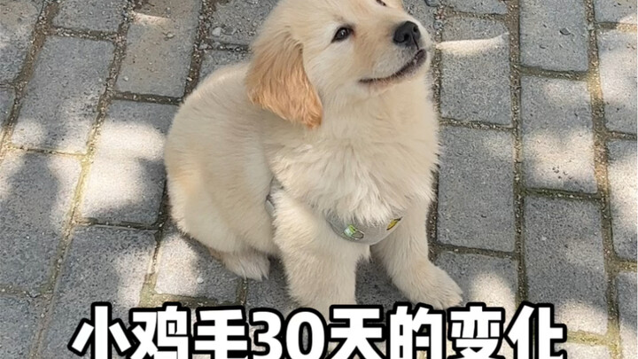 ไก่ตัวน้อยหลังจากกลับถึงบ้าน 30 วันจะมีการเปลี่ยนแปลงอะไรบ้าง?