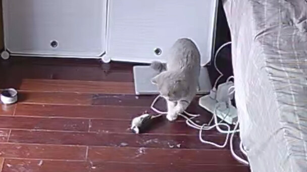 【Pemangsa burung!】 Rekaman dari kamera pengawas – adegan nyata langka saat pemangsa burung sedang ma