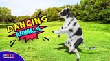 Dancing Animals - Funny Animals -  Animal Videos for Kids