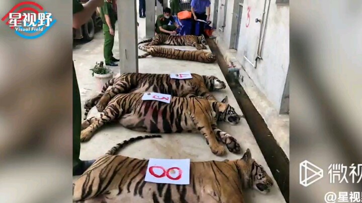 听闻虎骨卖价高，女子地下室偷养17只老虎死掉8只，现场让人心惊