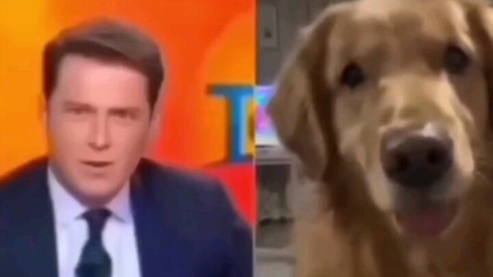 Khi nó cười, mục đích xoa dịu đã đạt được... #ThúCưng