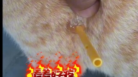 猫：我今天被棒棒糖虐了