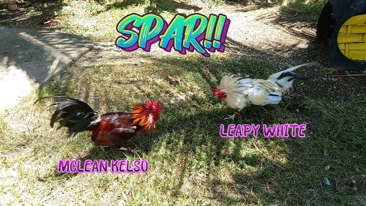 Mclean Kelso VS Leapy White ng Leap Warrior GF.        SPAR!