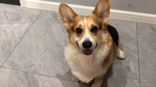【Animal Circle】Did not expect to spend so much money on an adopted dog