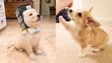 Cute Puppies Doing Funny Things 2021 #7 Cutest Dogs