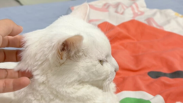When it comes to how well one knows cats